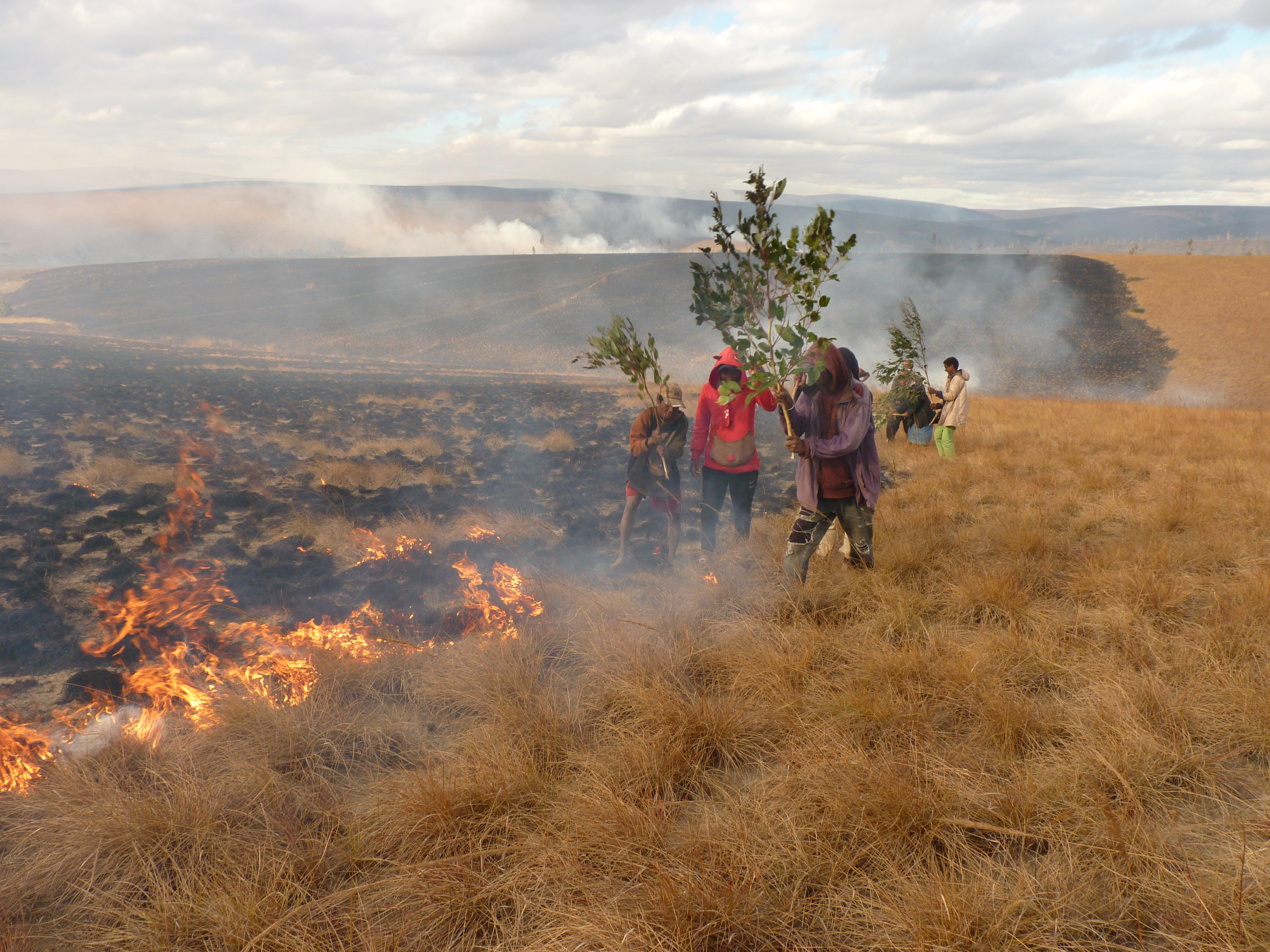 Fighting Fire to Save Threatened Trees in Madagascar