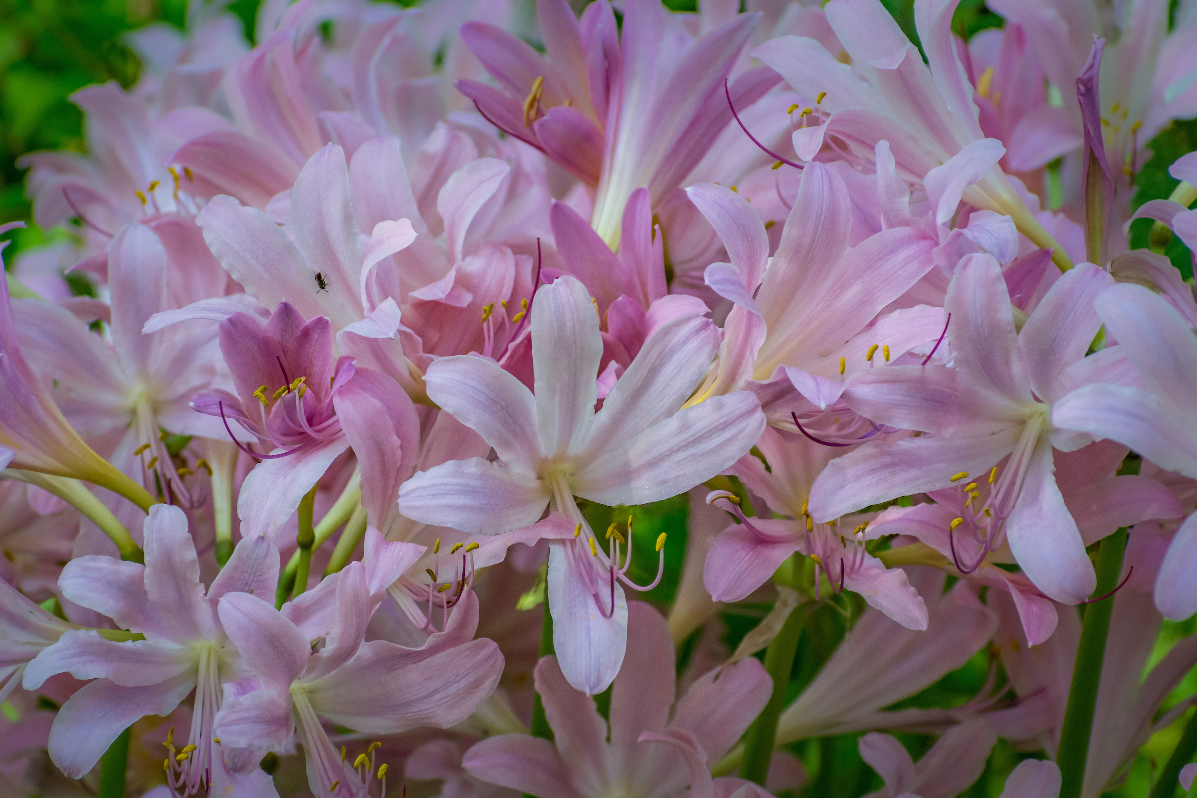 Plant Profile: Surprise Lilies - Discover + Share