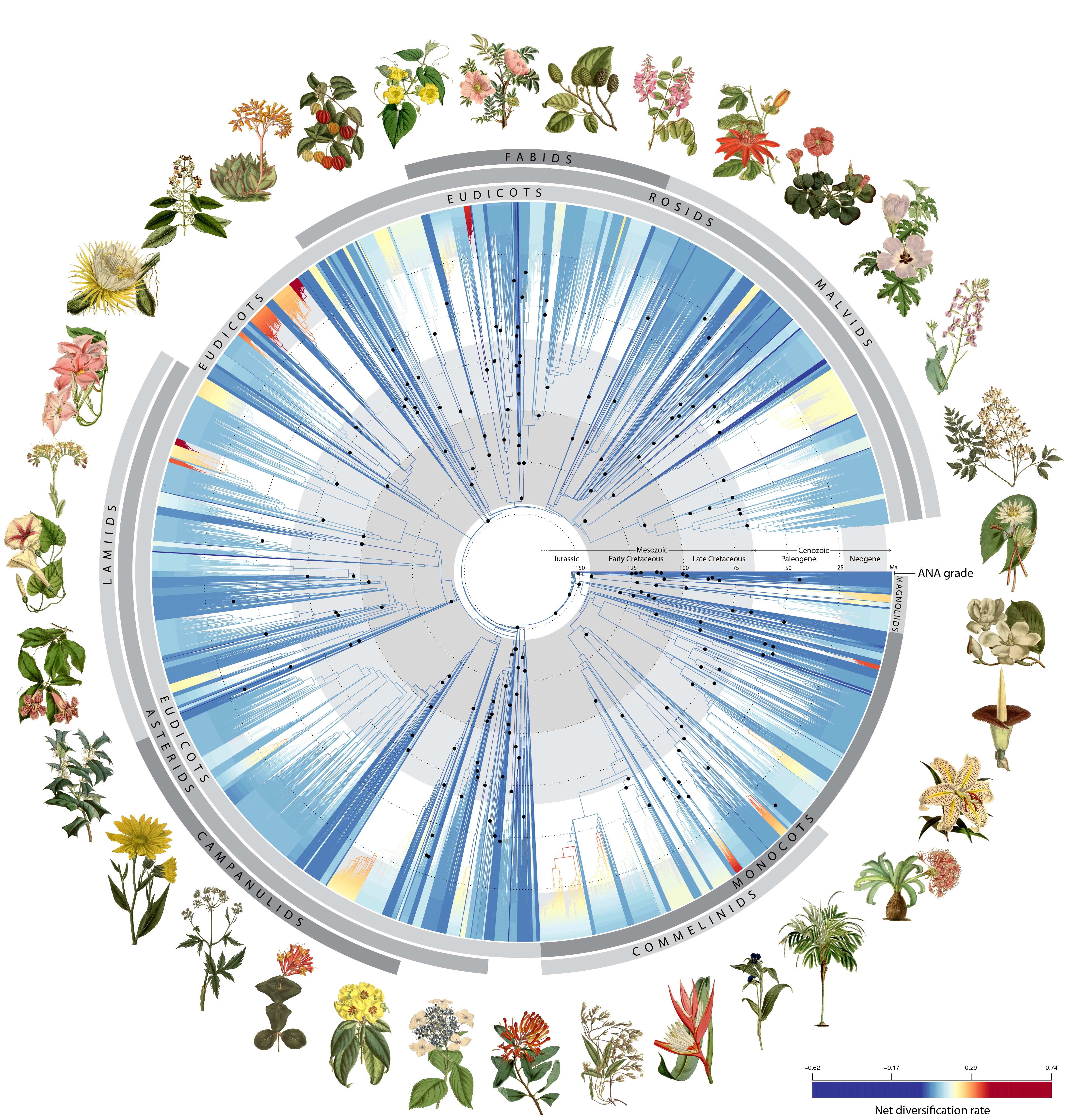 Missouri Botanical Garden Scientists Contribute to Groundbreaking DNA tree of life for flowering plants