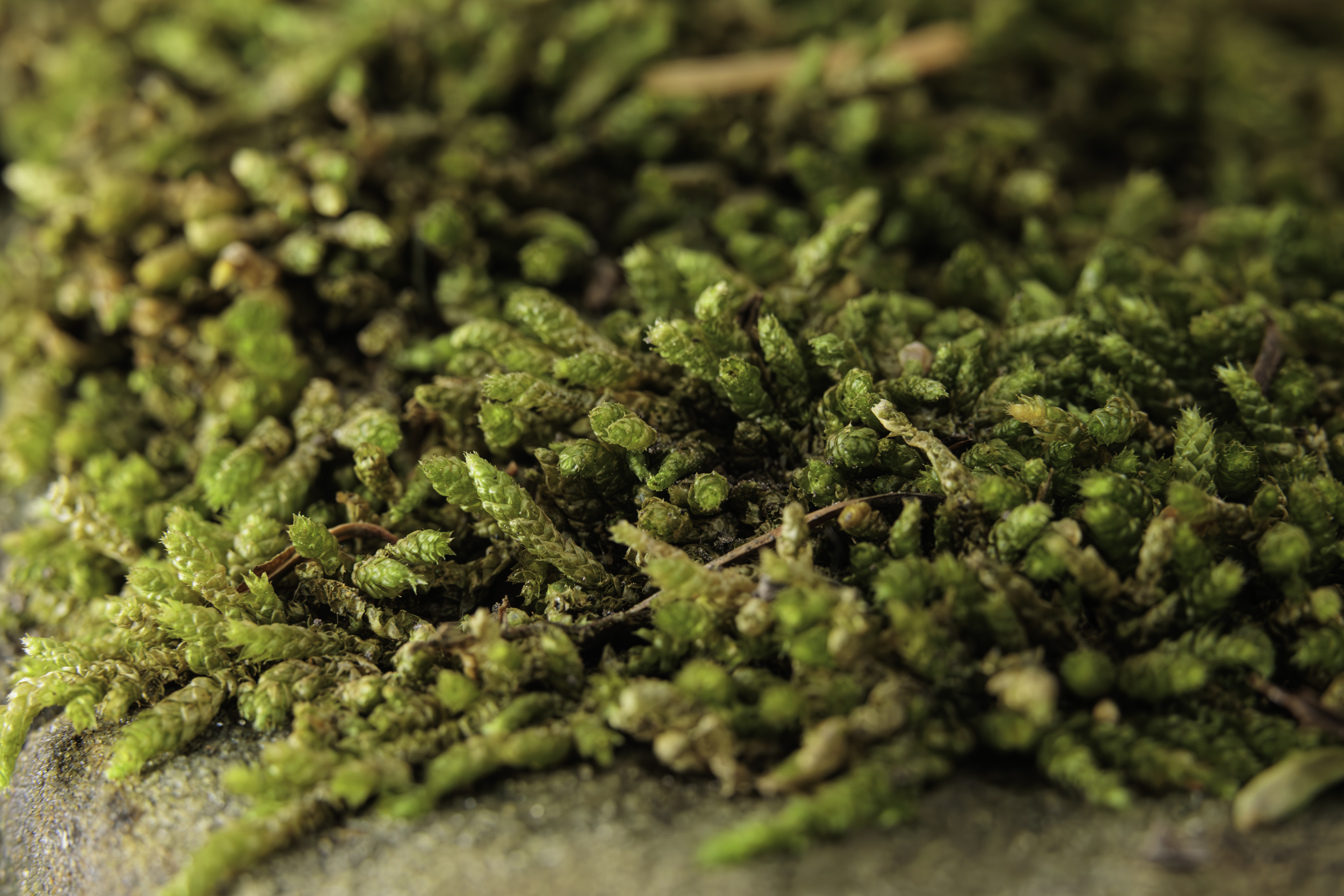 Bolstering Bryophytes: Missouri Botanical Garden Scientists Aim To Build Conservation Efforts for The Plant Kingdom’s Underdog