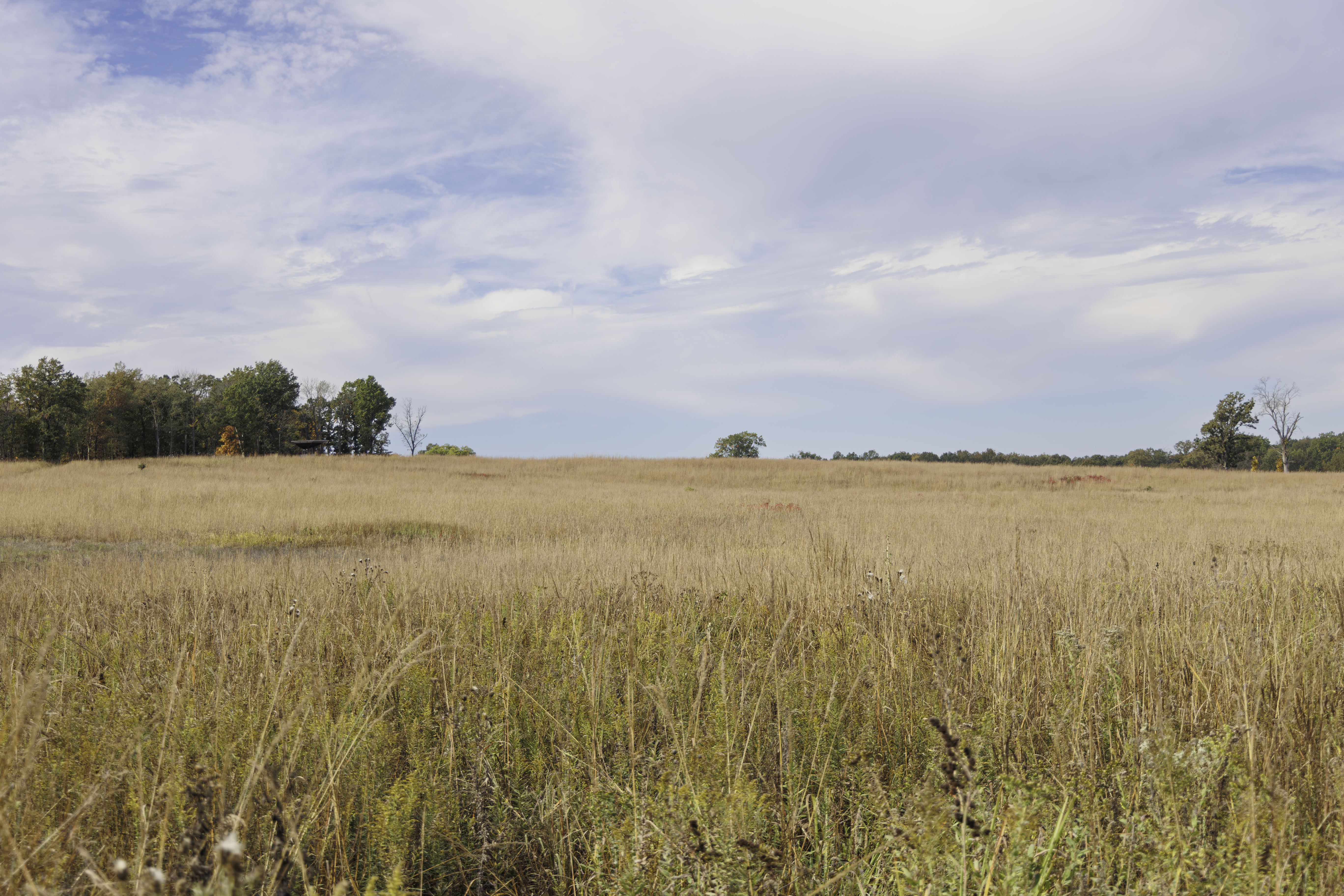 Prairie Restoration: Saving One of the world’s most threatened ecosystems in our Backyard