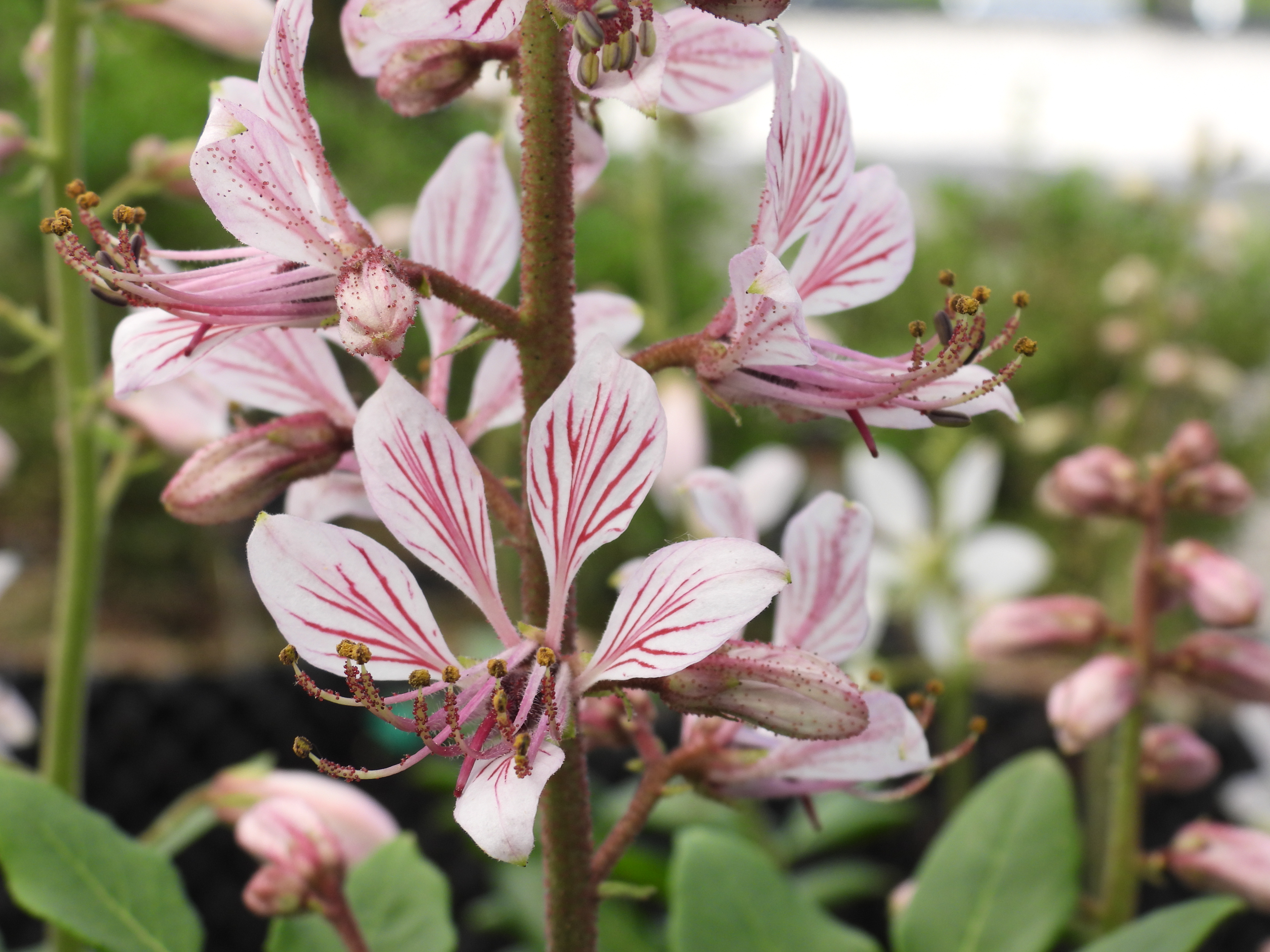 Plants of Northern Italy