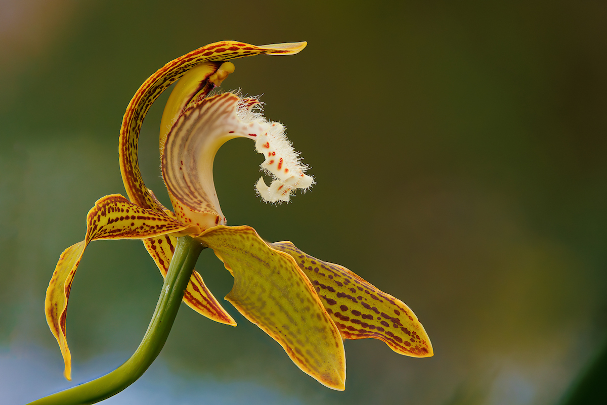 IN PHOTOS: The 2026 Orchid Show