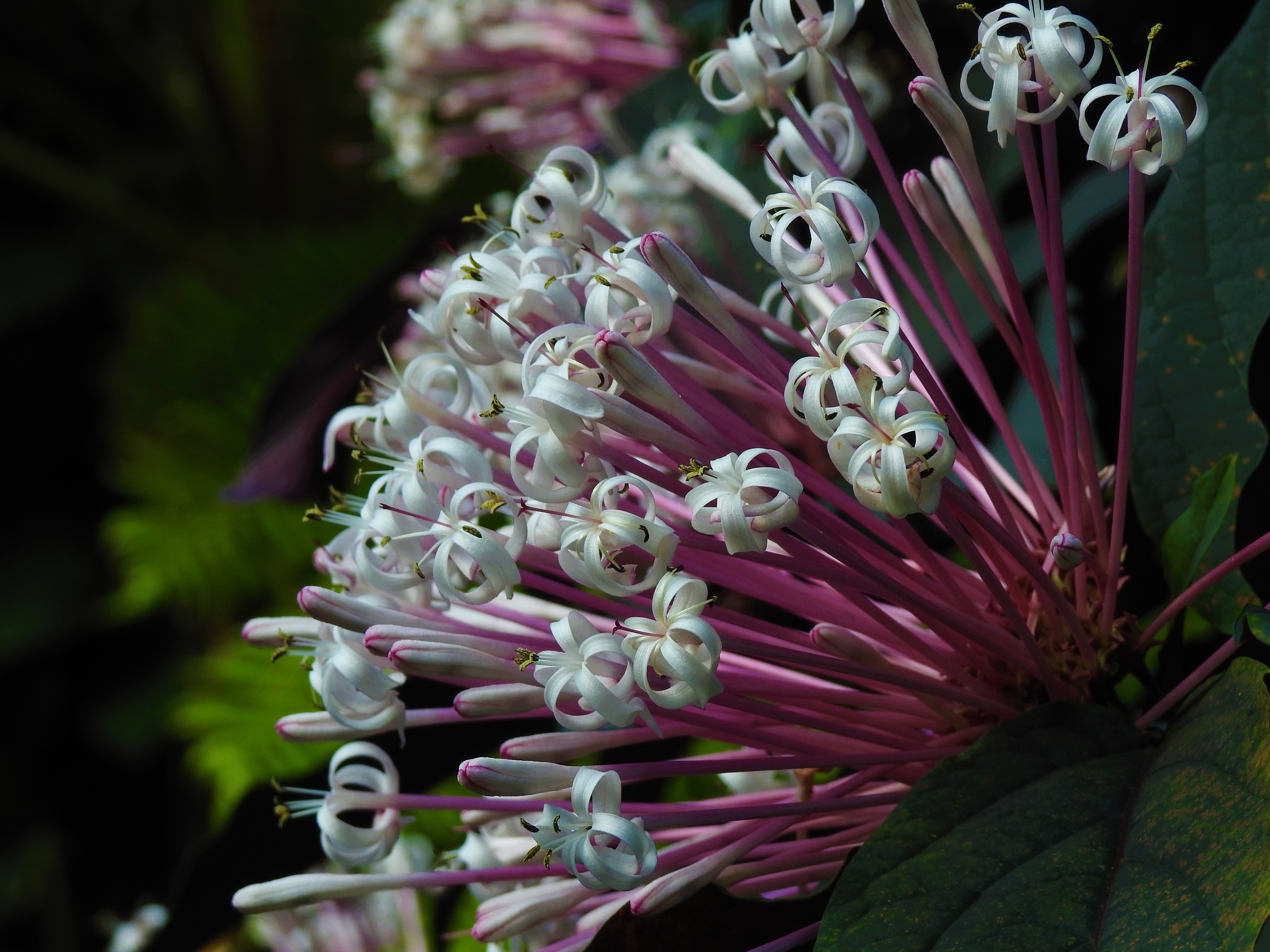Plant Profile: Starburst Bush