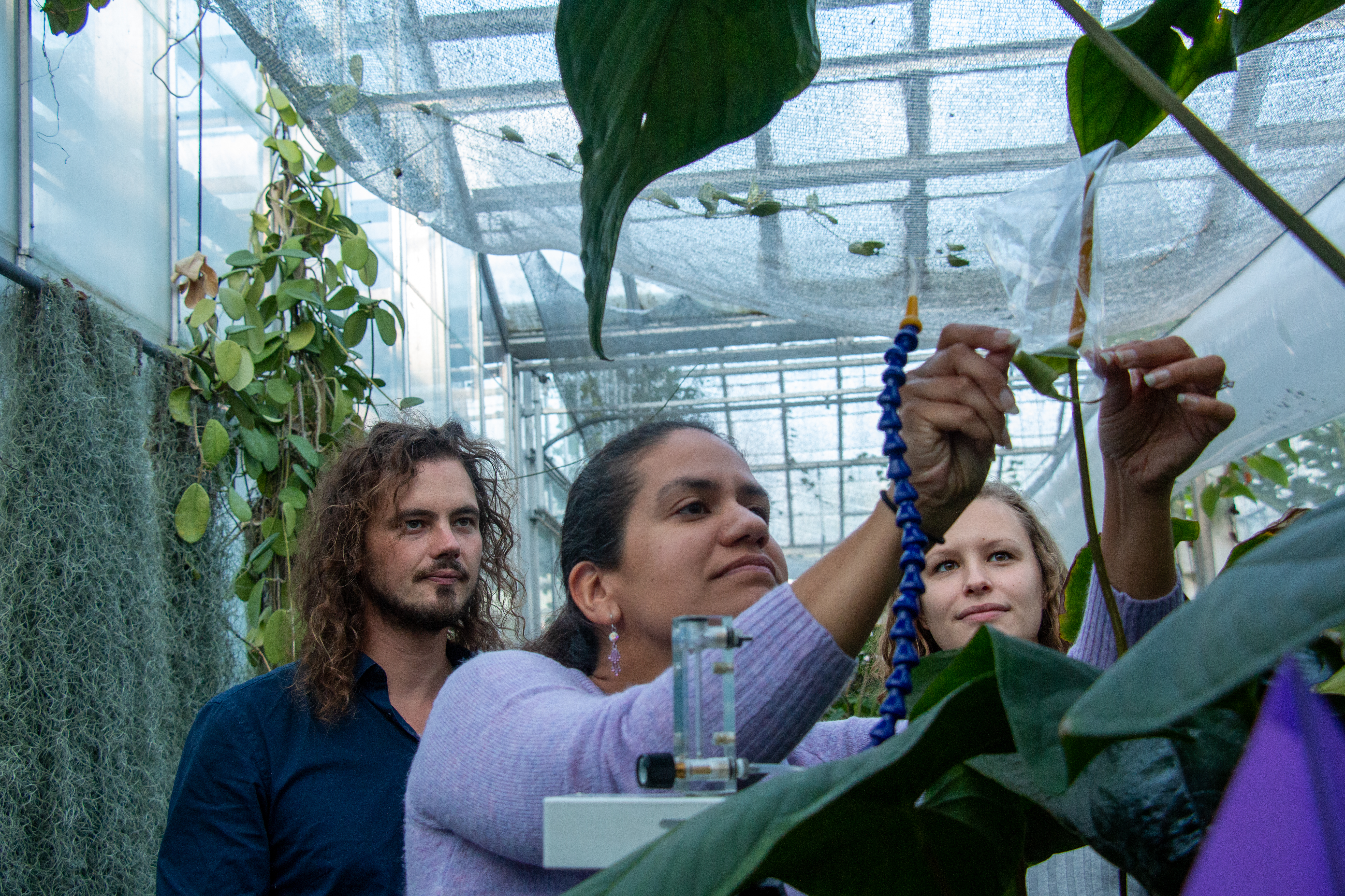 Making Sense of Plant Scents