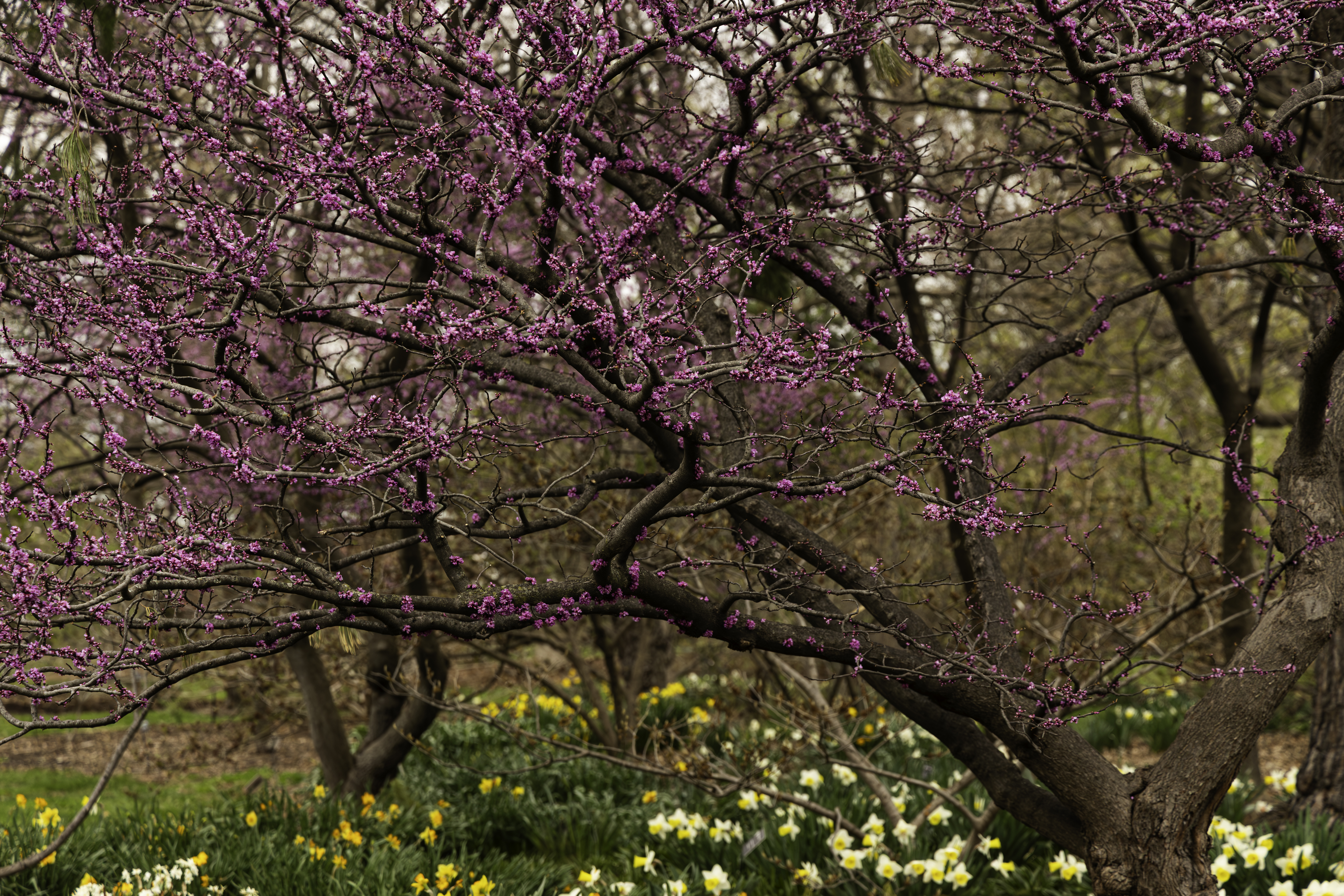 Planting Missouri Native Trees in your Backyard
