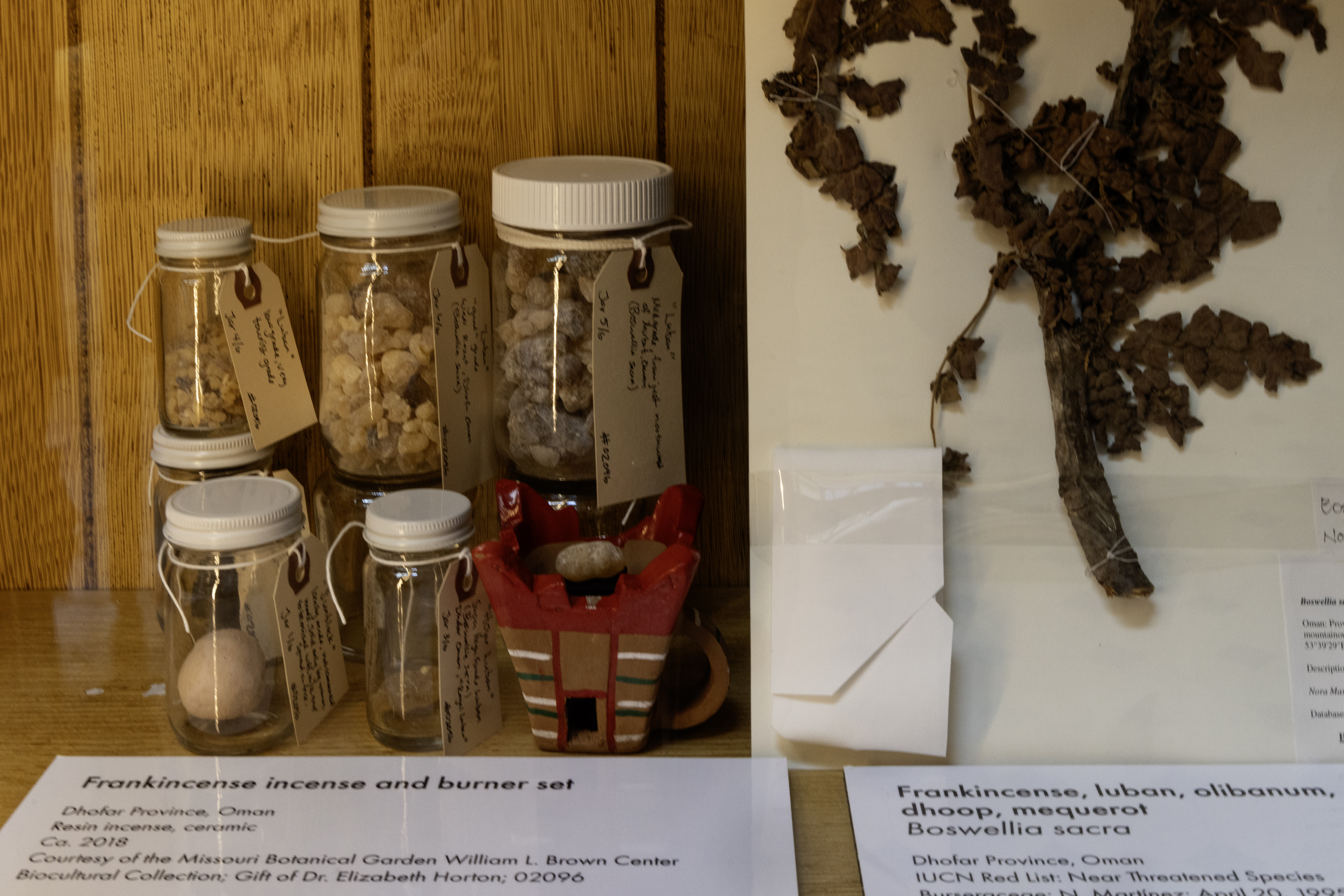 Sniffing Around the Herbarium: How Plant Scent is (and isn’t) captured in Dried Specimens