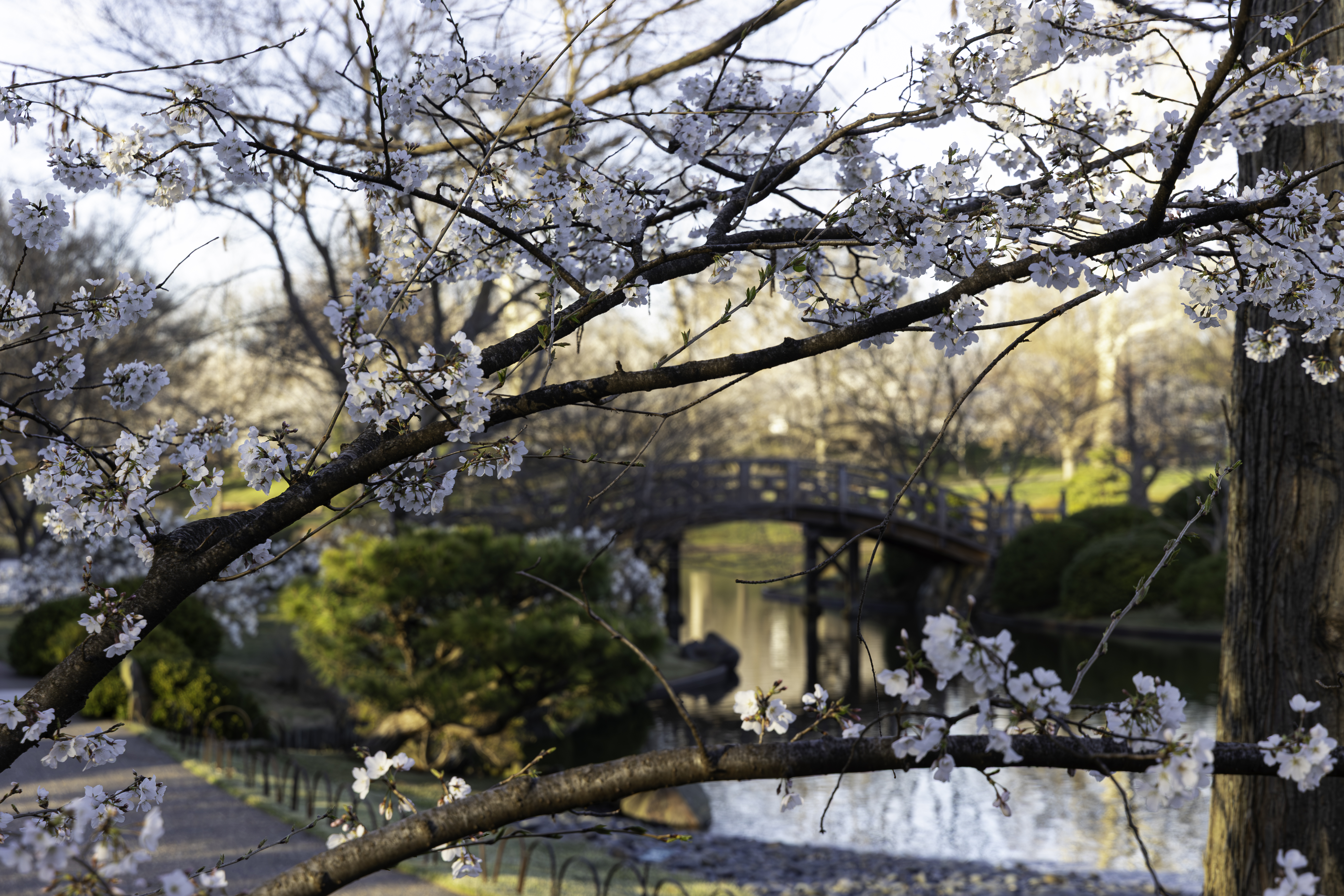 Plant Profile: Yoshino Cherry