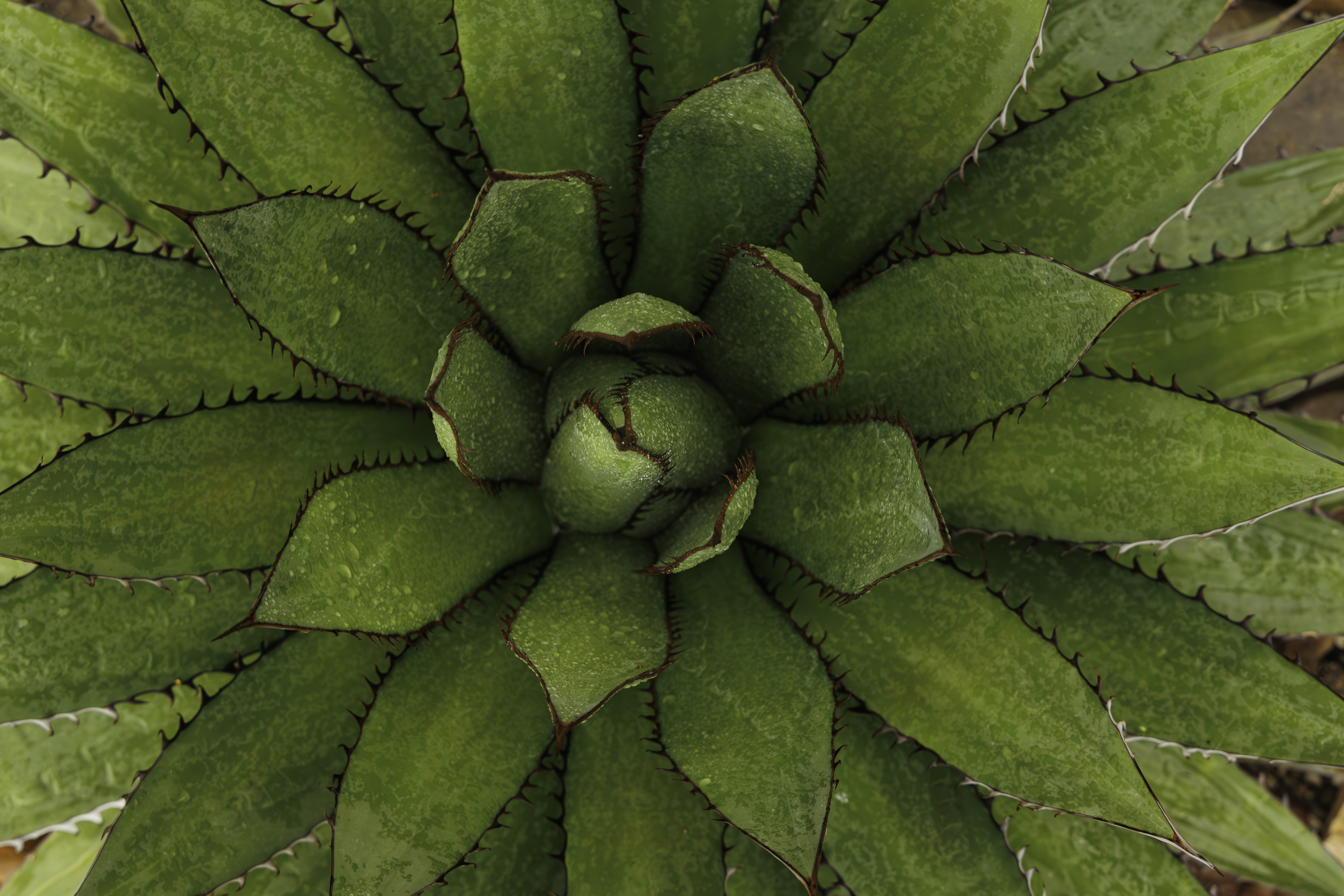 IN PHOTOS: Patterns in Nature: Arid Plants