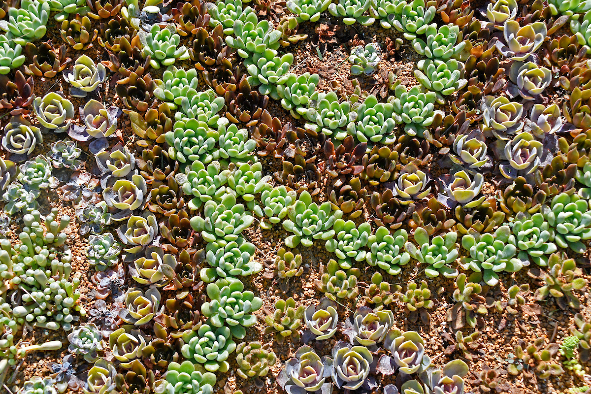 Home Gardening Inspiration: Patterns in Your Garden