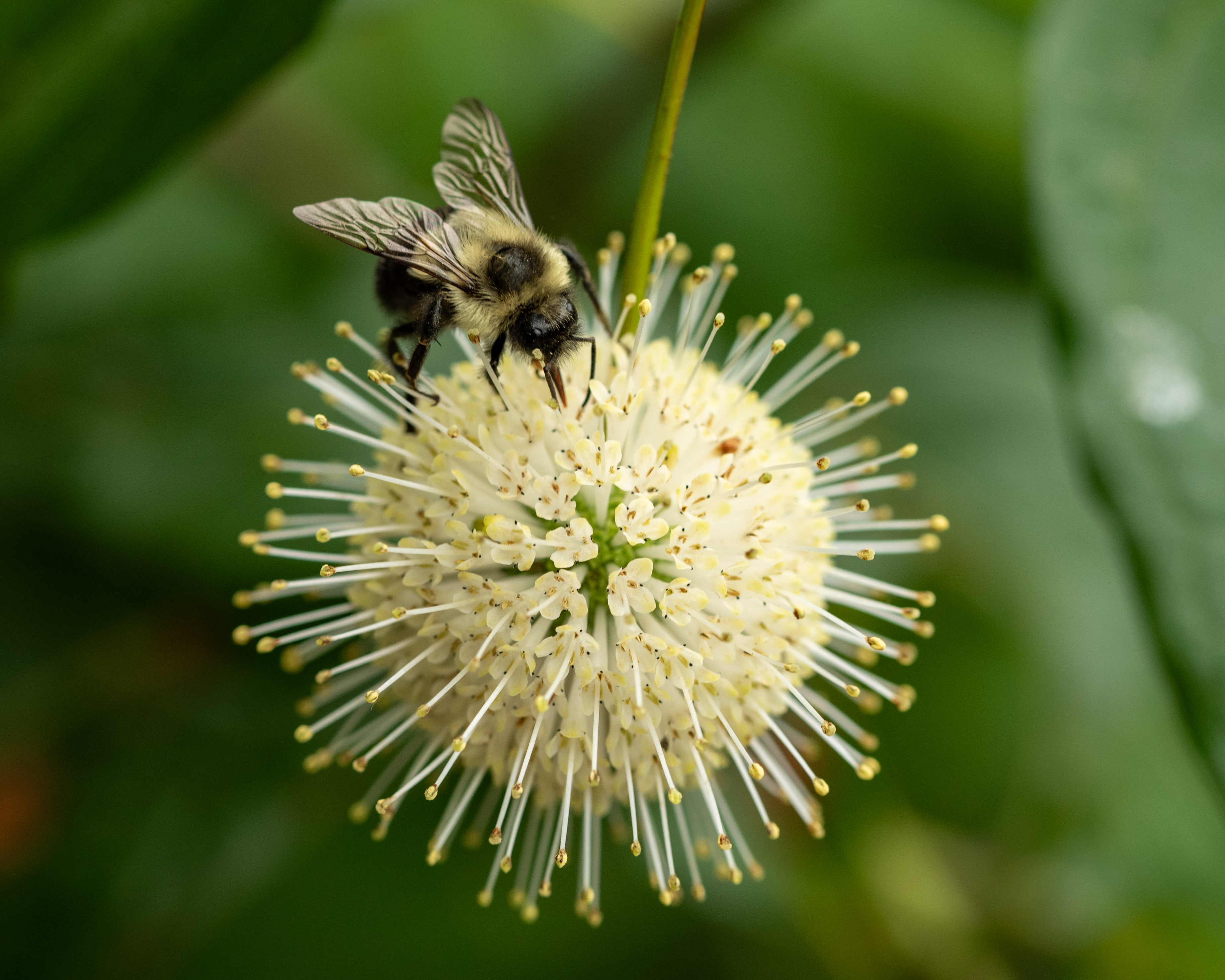 IN PHOTOS: Patterns in Nature, looking at Native Plants