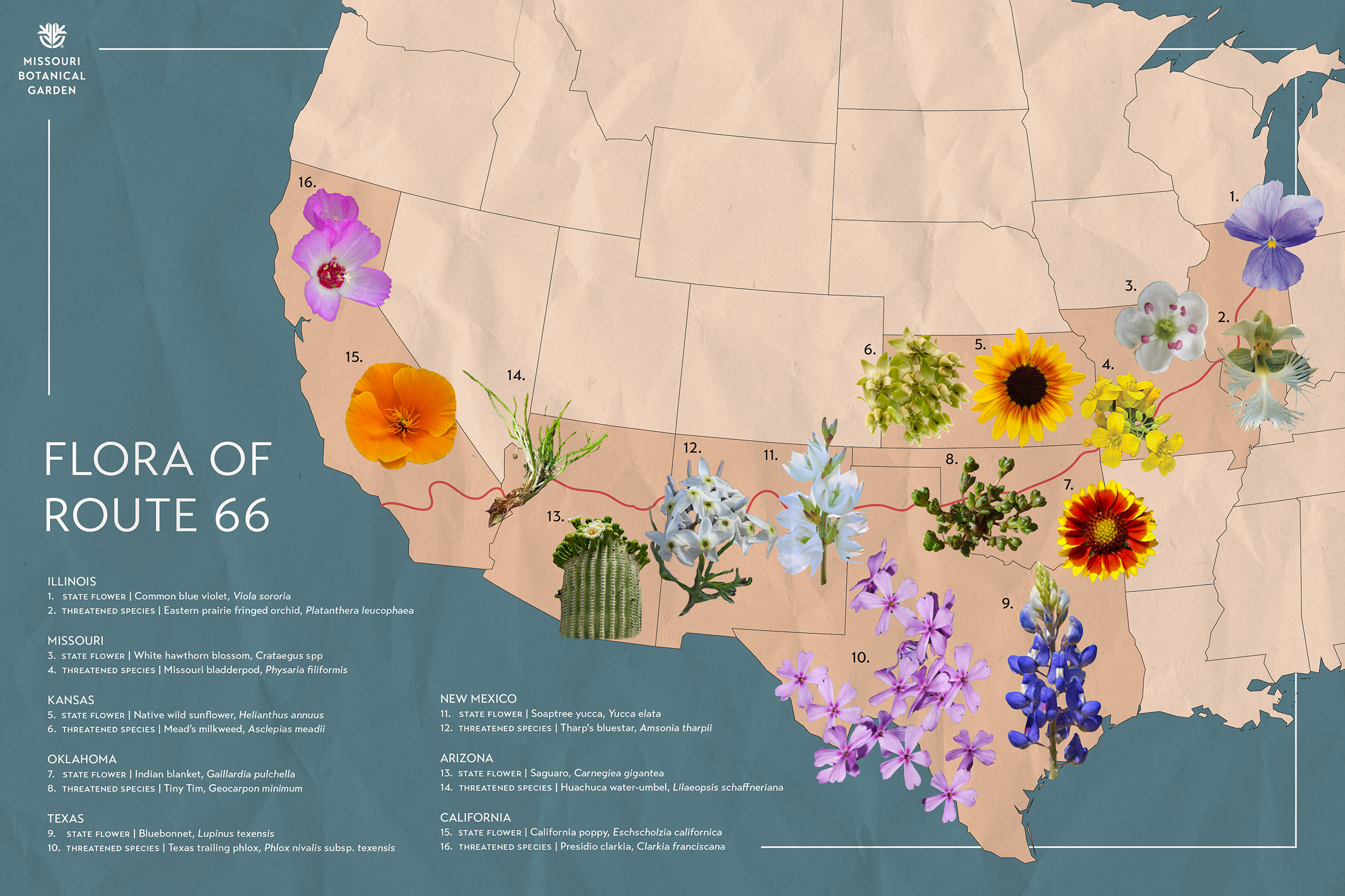 Flora of Route 66: Exploring Native Plants on the Mother Road