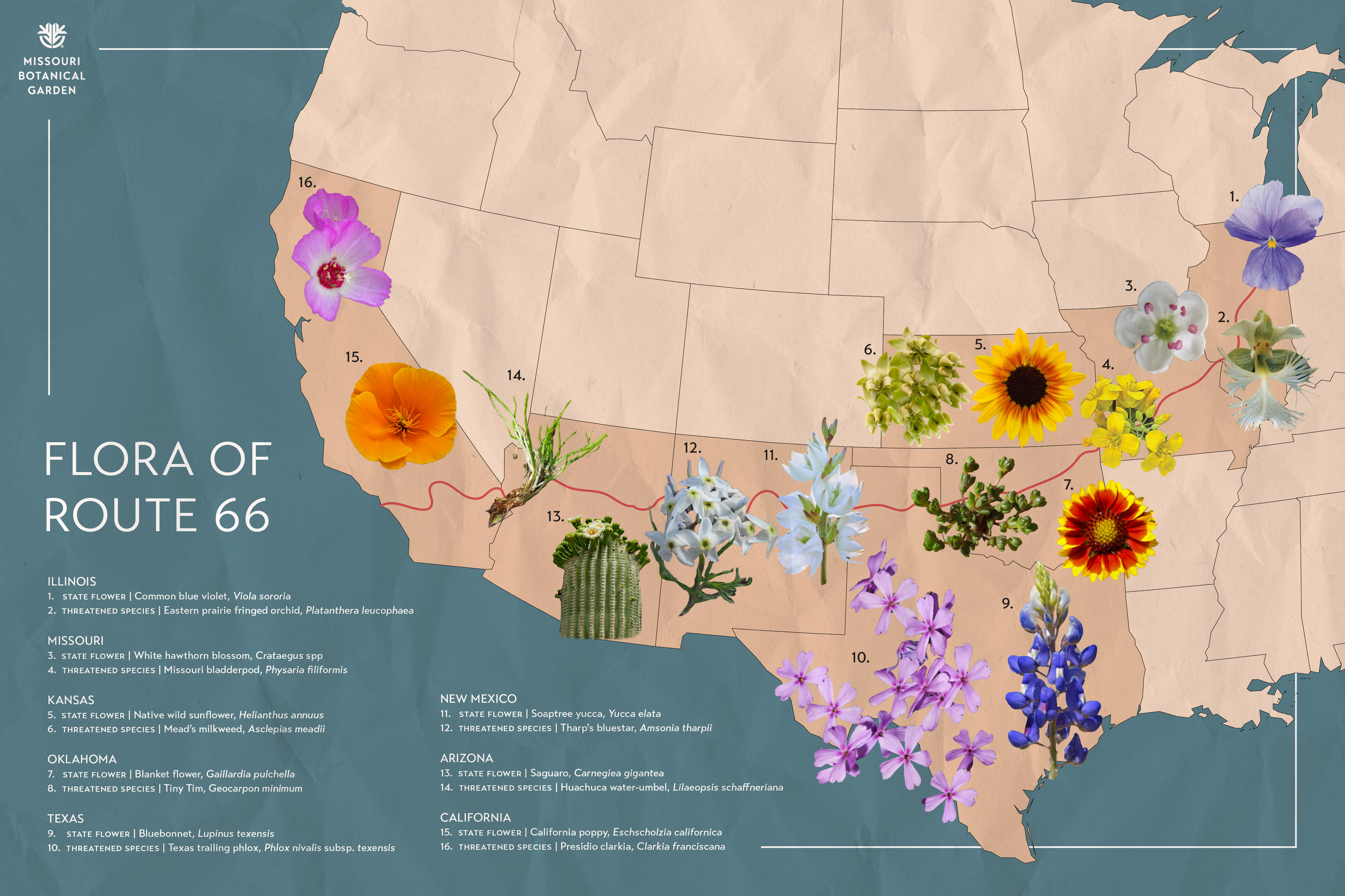 Flora of Route 66: How the Missouri Botanical Garden is Saving Some of the Most Threatened Species