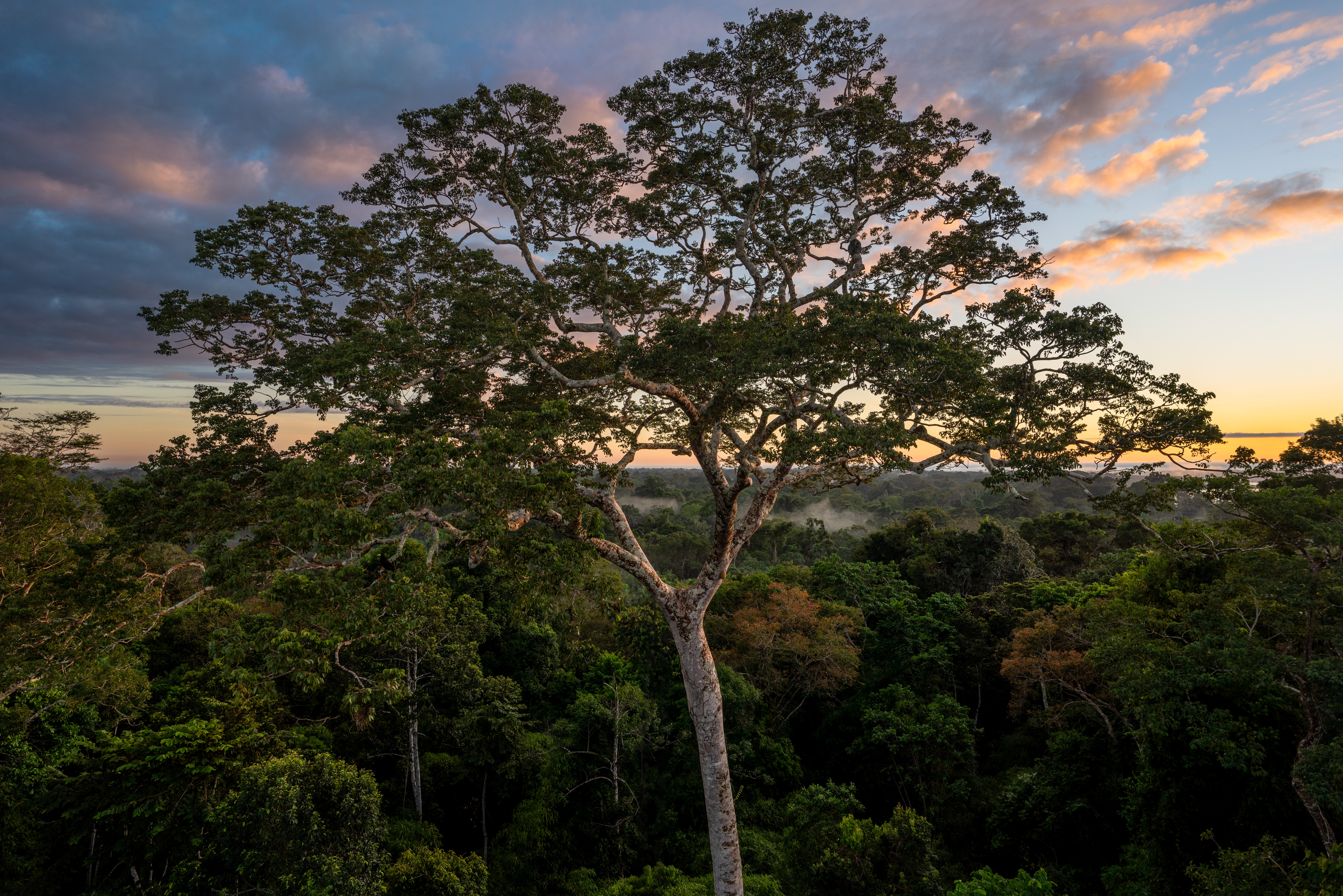 Four decades of Research by Missouri Botanical Garden Scientists Show Impact of Climate Change on Amazon Trees