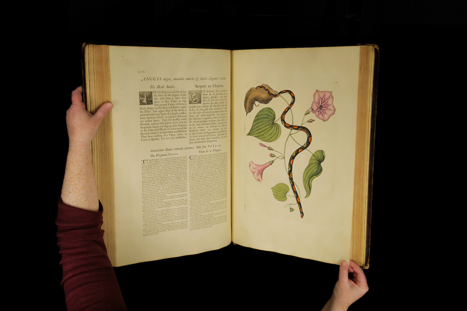 Flora, Fauna, and Philanthropy: What Inspired Deecy Gray to Donate a Rare Mark Catesby First Edition to the Garden’s Library