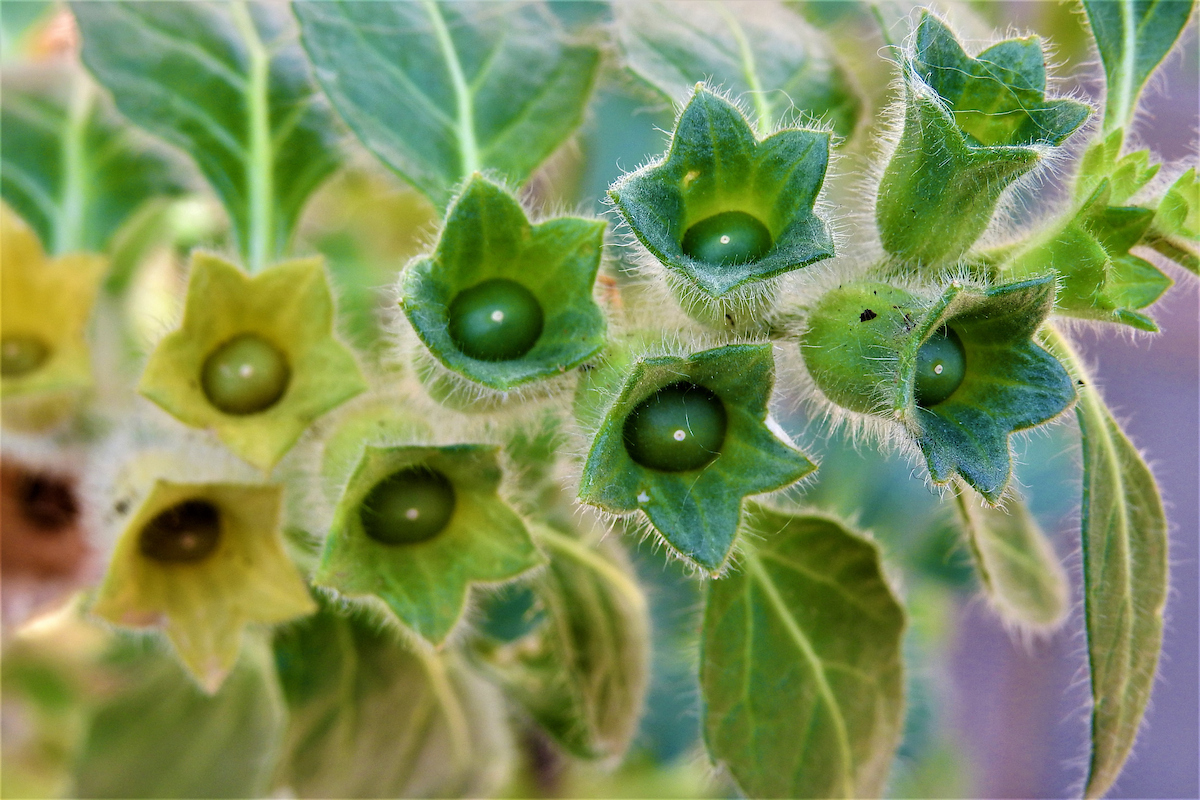 Plants Historically Associated with Witchcraft